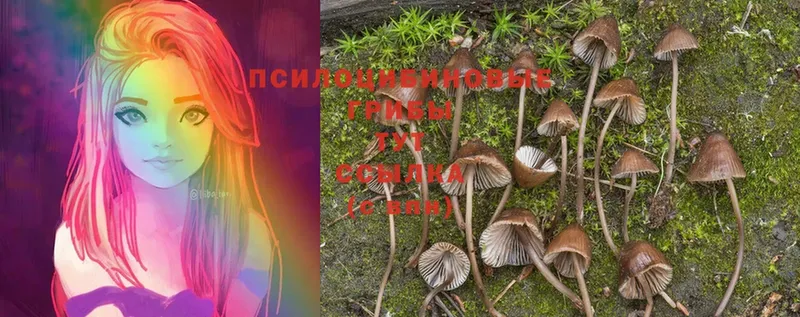 ОМГ ОМГ   Киренск  Псилоцибиновые грибы Psilocybe 